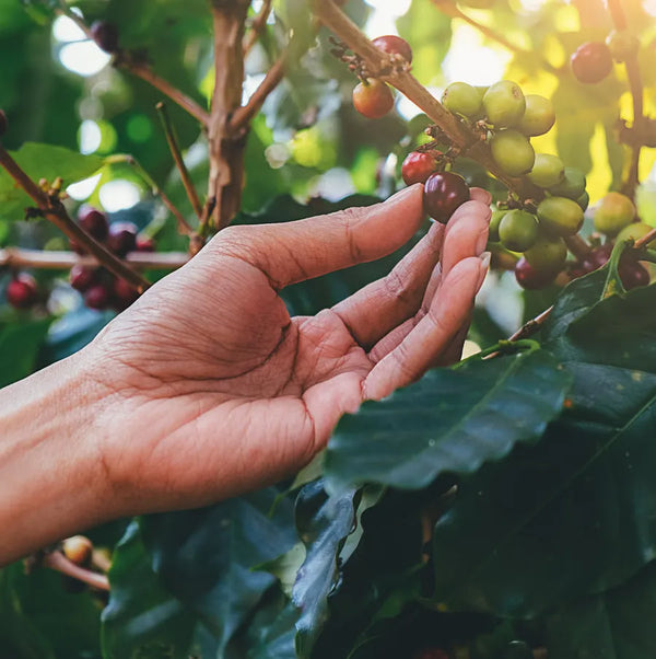 Hand carefully picking ripe berries from a branch, representing Ayra Energy's partnership with local farmers dedicated to cultivating high-quality, natural ingredients.